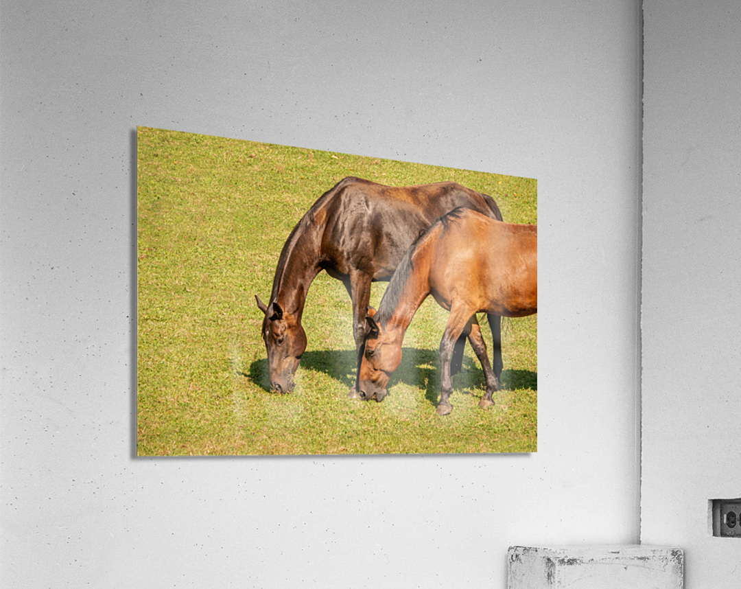 Two brown horses grazing in a meadow Acrylic Print