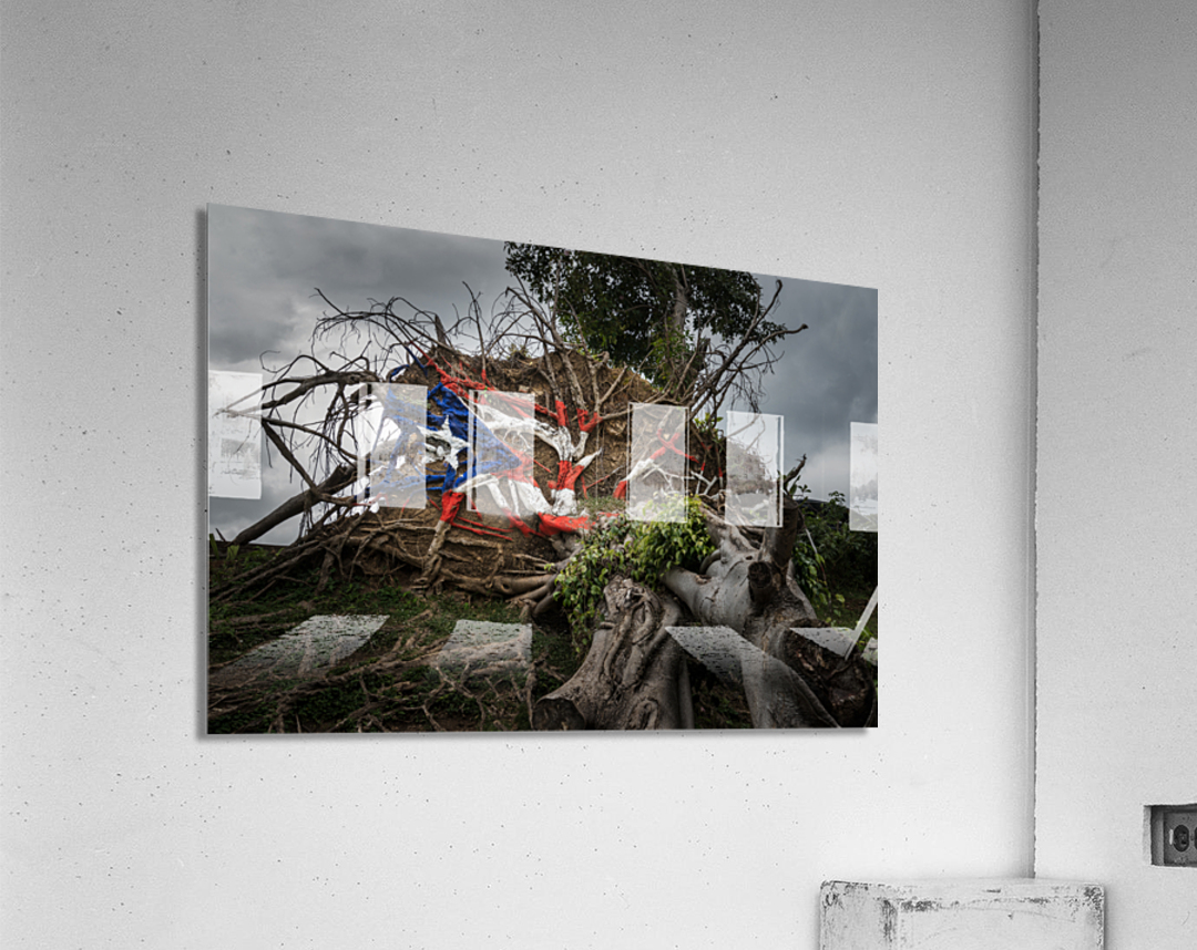 Fallen tree from Hurricane Maria in San Juan Acrylic Print