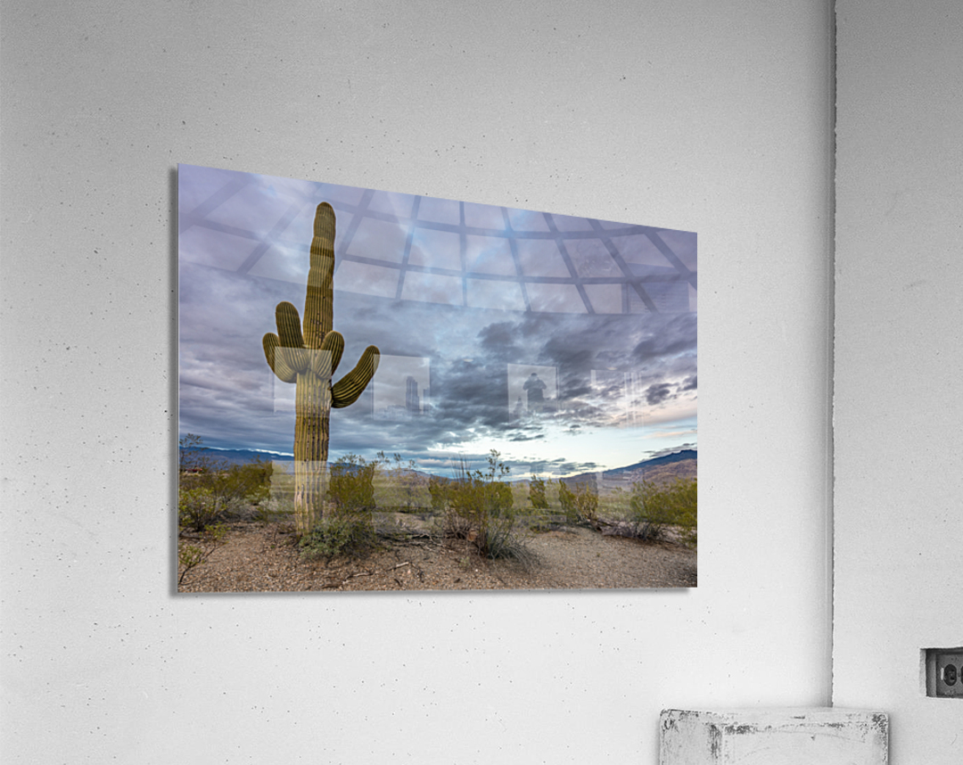 Sunset in Saguaro National Park Tucson Acrylic Print