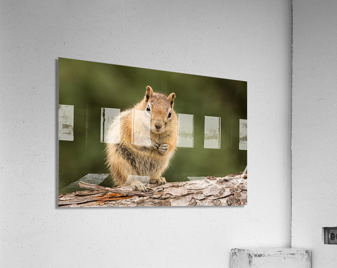 Cute Chipmunk well fed on nuts and seeds Acrylic Print