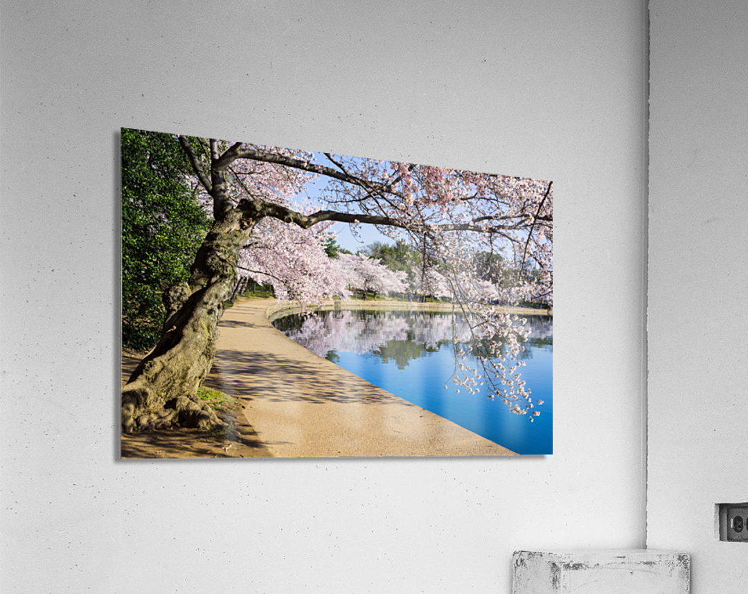 Pathway around the tidal basin during Cherry Blossom Festival Acrylic Print