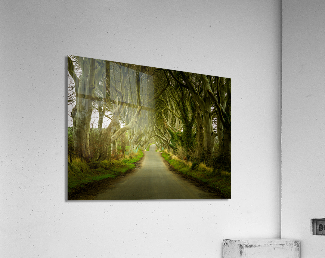 Dark Hedges road through old trees Acrylic Print