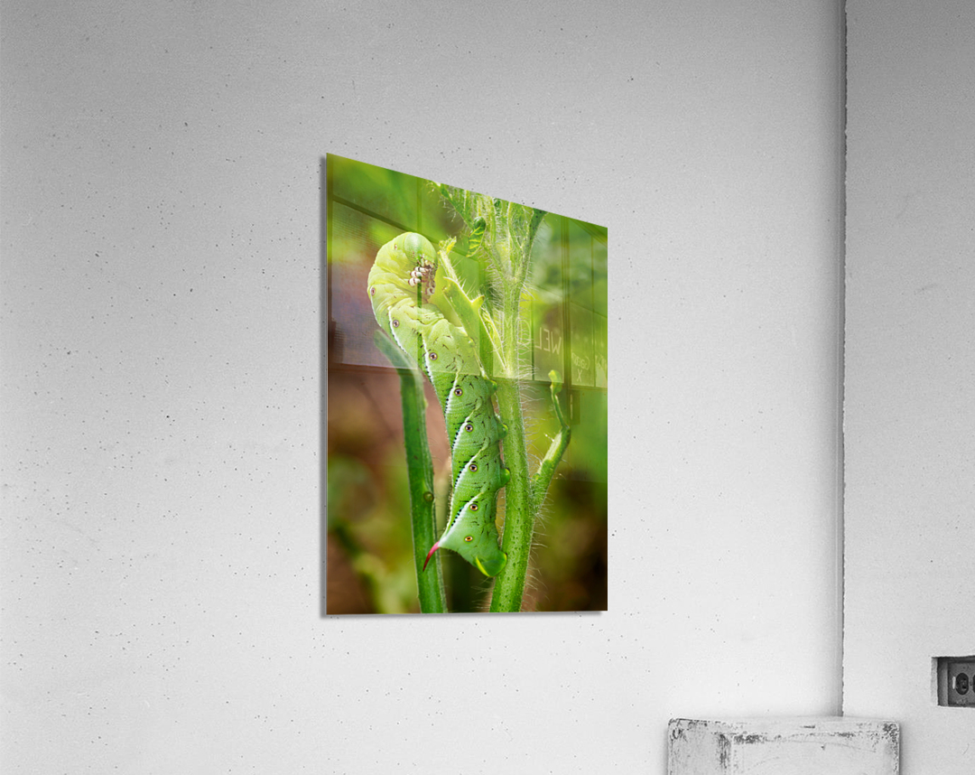 Tomato hornworm caterpillar eating plant Acrylic Print
