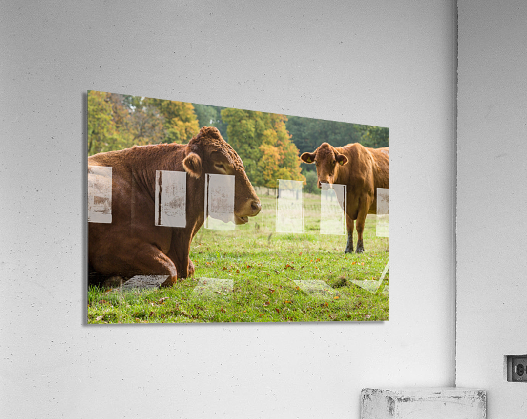 Large brown cow resting in meadow Acrylic Print