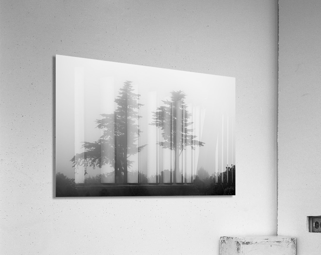 Mist and fog envelop two pine trees Acrylic Print