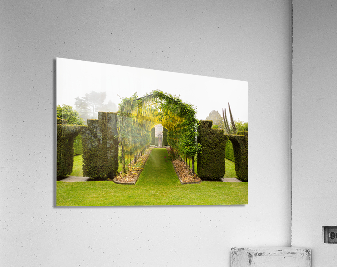Laburnum Arch in full bloom over grass path Acrylic Print