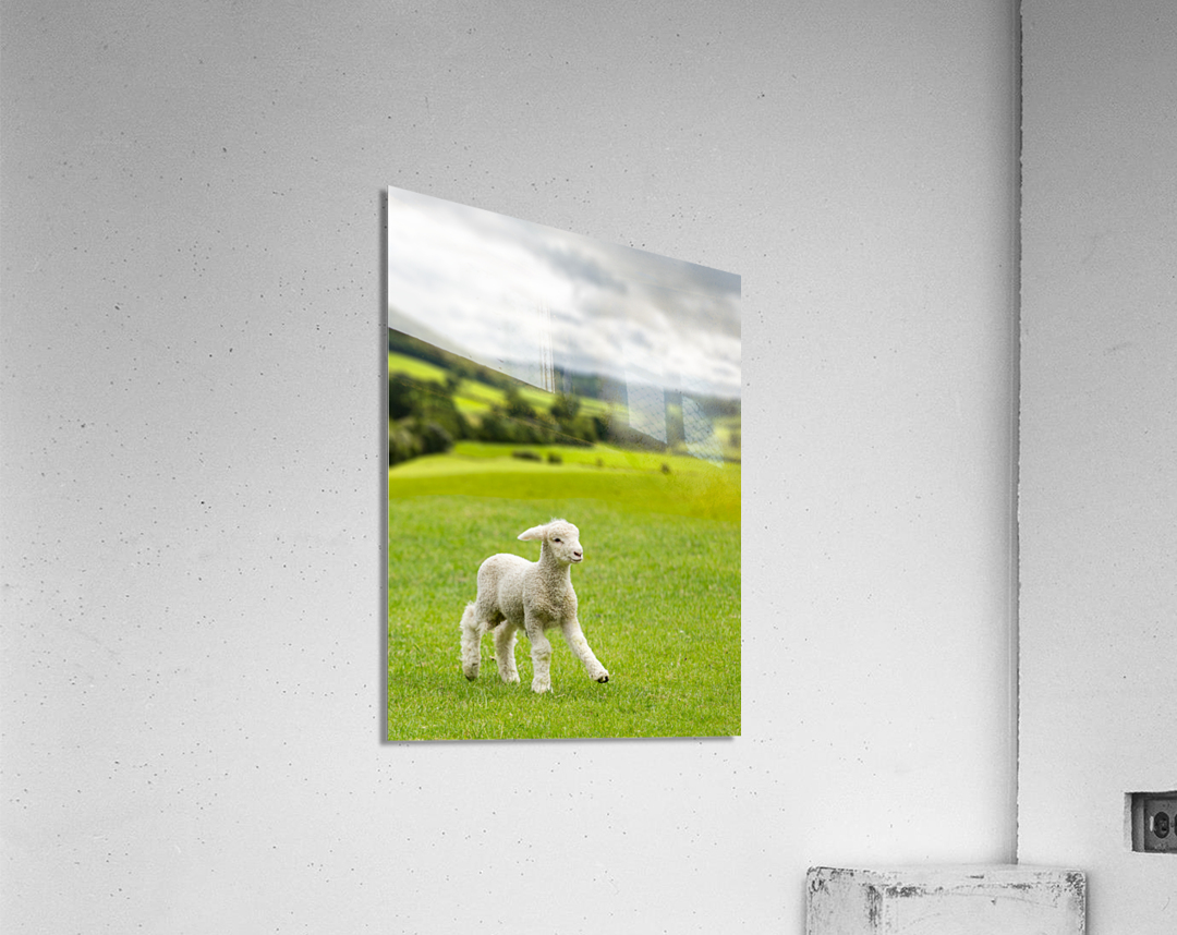 Cute lamb in meadow in wales or Yorkshire Dales Acrylic Print