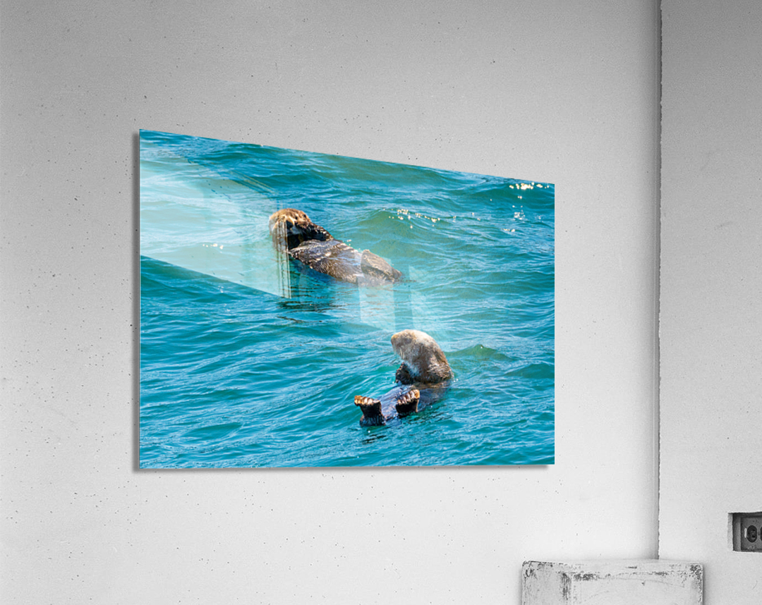 Sea Otter floating in Resurrection Bay near Seward Acrylic Print