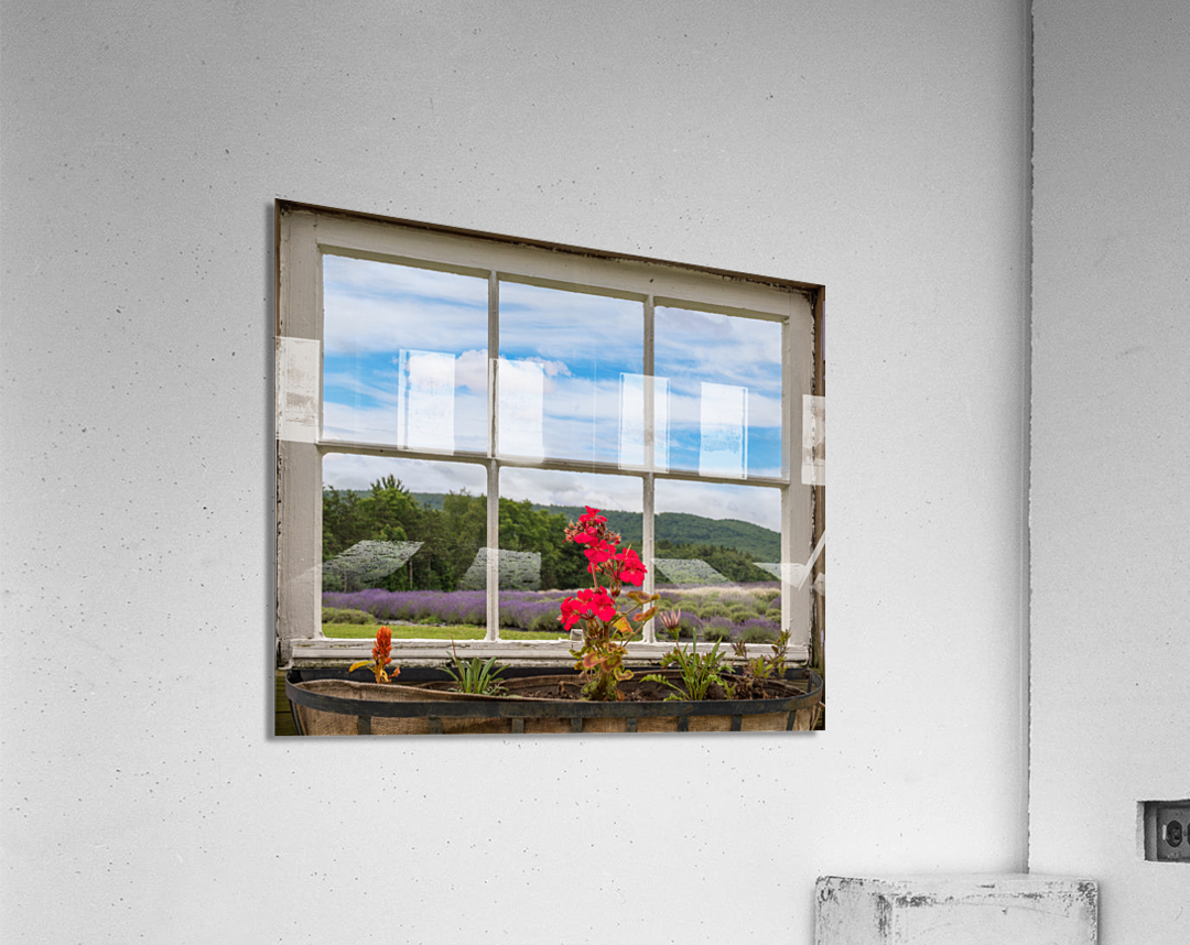 Lavender plants in blossom in early July through window Acrylic Print