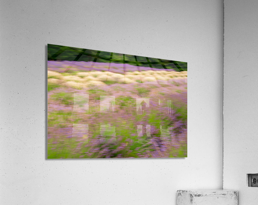 Blurred lavender plants in blossom in early July Acrylic Print
