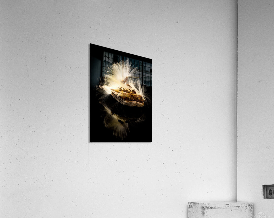 Macro photo of swamp milkweed seed pod Acrylic Print