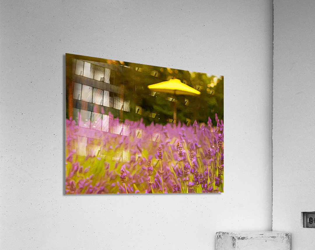 Pastel drawing of lavender plants in blossom Acrylic Print
