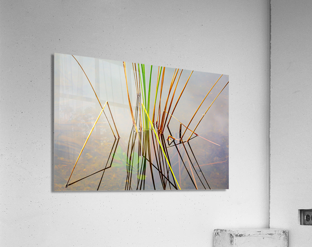 Empty bed of reeds in Everglades Florida Acrylic Print