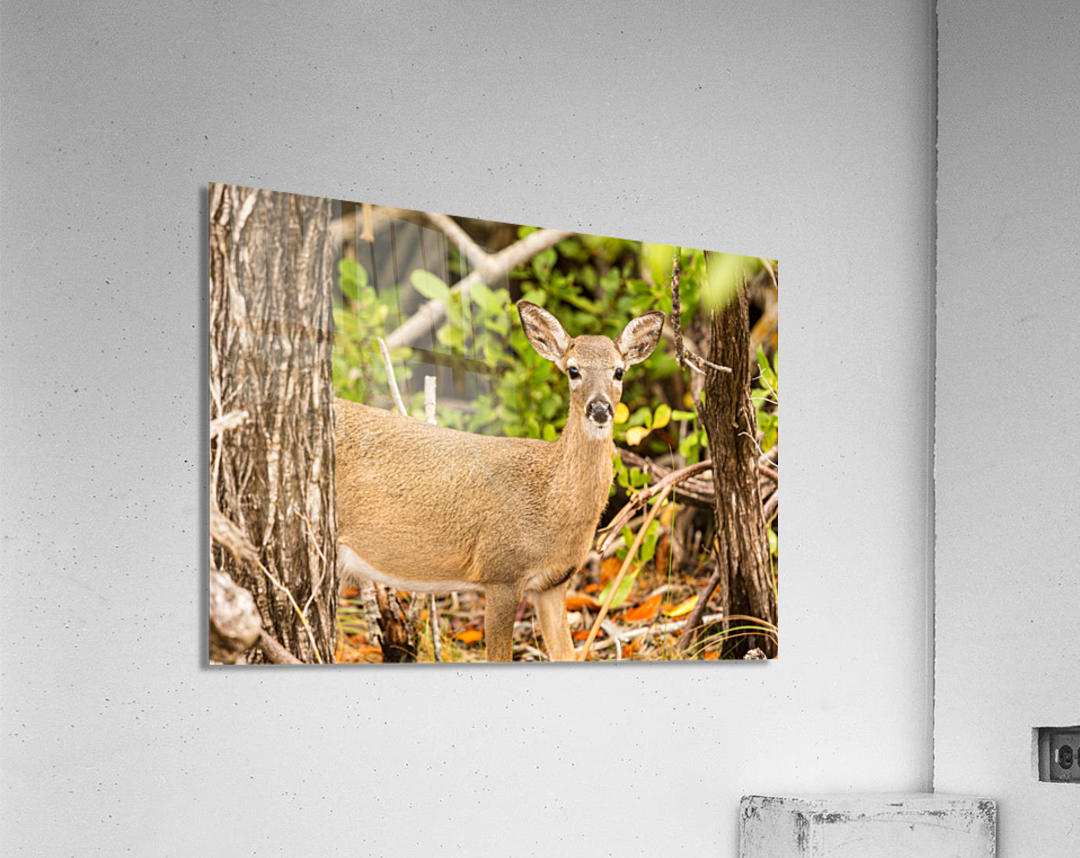Small Key Deer in woods Florida Keys Impression acrylique