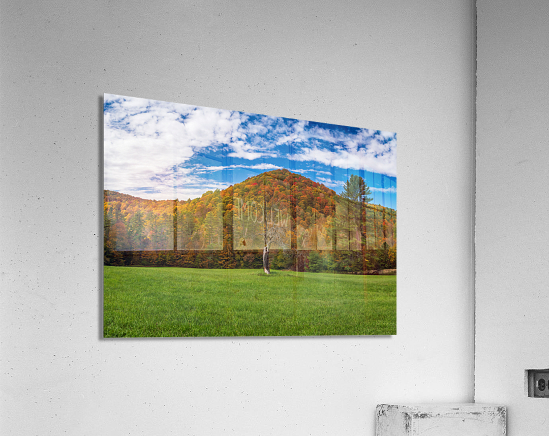 Old tree trunk contrasts with vibrant Vermont fall colors Acrylic Print