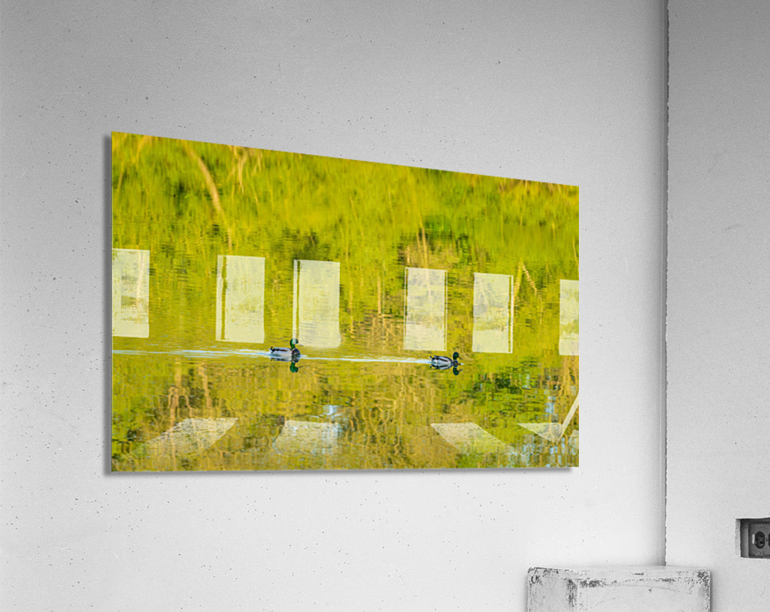 Two ducks floating through reflection of sunlit trees Acrylic Print