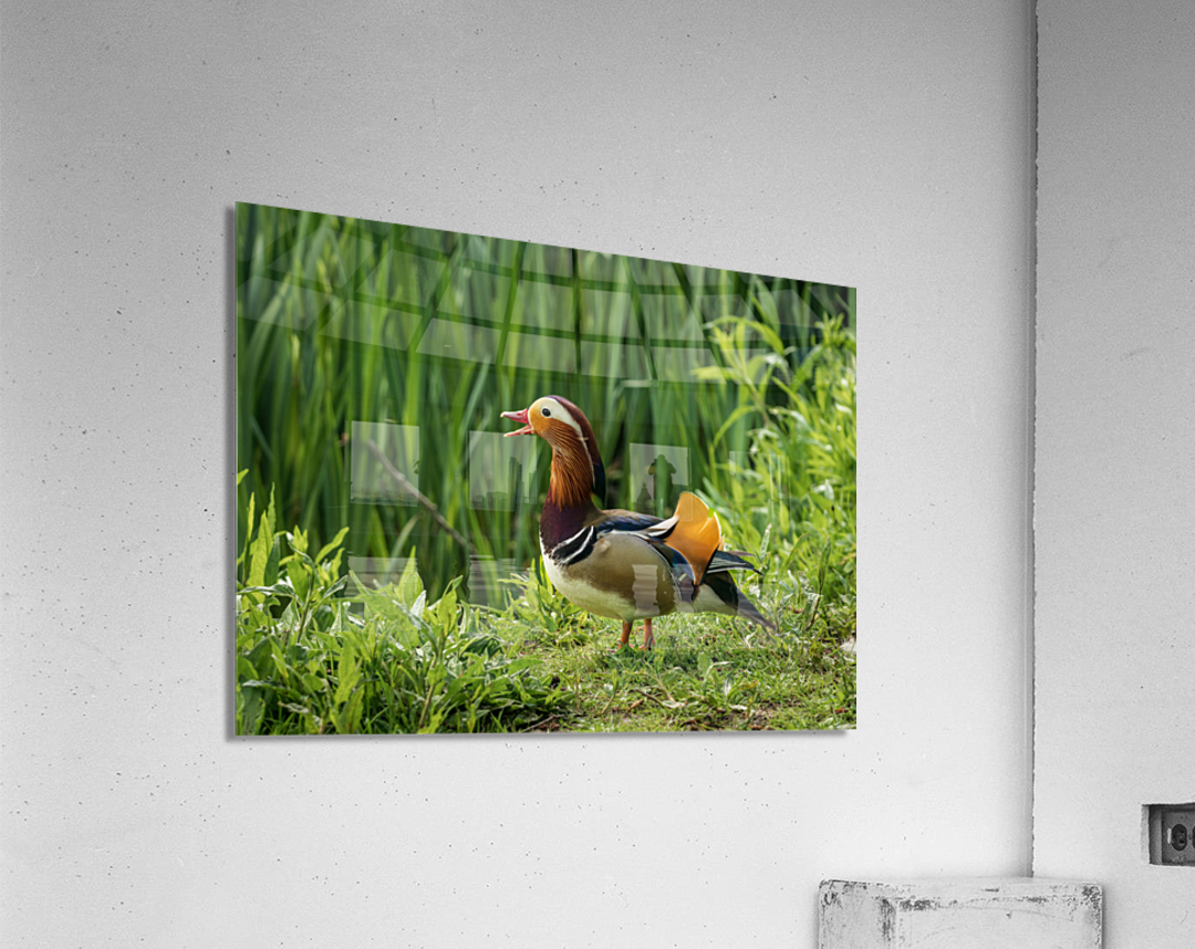 Mandarin Duck on the lakeshore at the Mere in Ellesmere  Acrylic Print