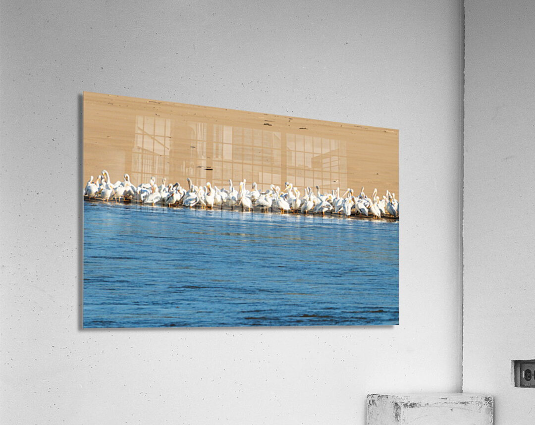 Flock of American white pelicans grouped on sandbank of Mississi Acrylic Print