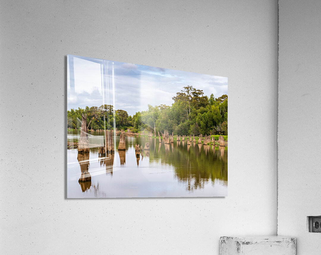Stumps of bald cypress trees rise out of water in Atchafalaya ba Acrylic Print