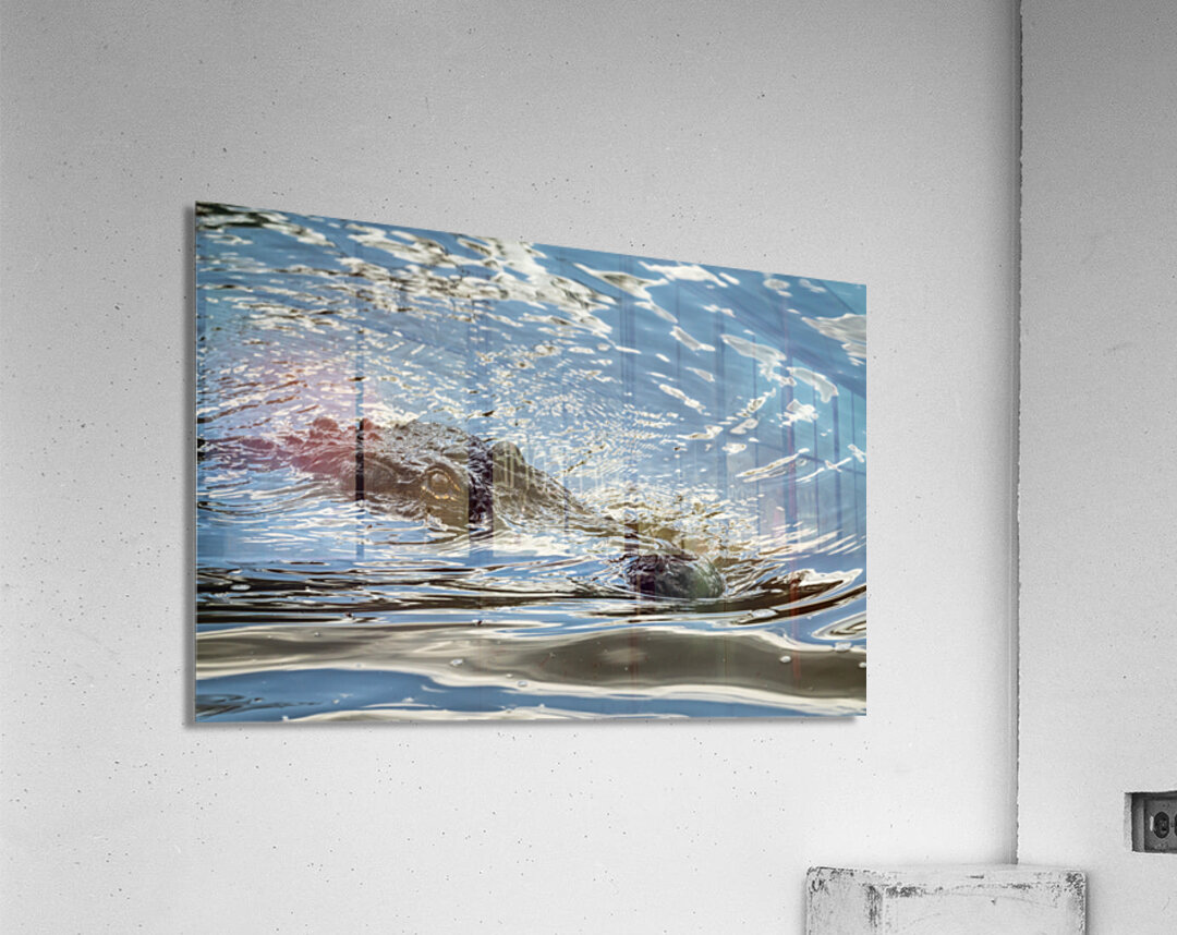 American alligator head in calm waters of Atchafalaya Acrylic Print