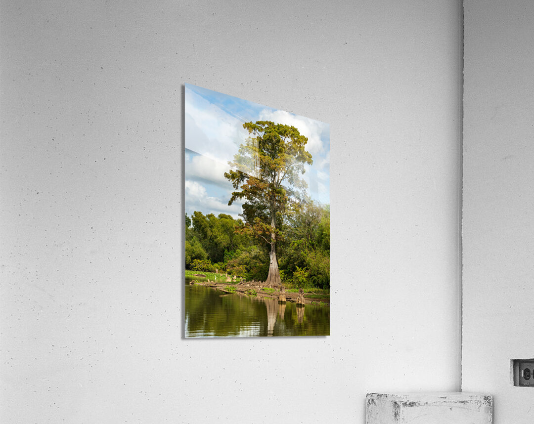 Large bald cypress trees rise out of water in Atchafalaya basin Acrylic Print