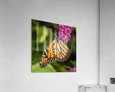 Side view of Monarch butterfly feeding in garden  Impression acrylique