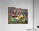 Beautiful Monarch butterfly feeding in garden  Impression acrylique