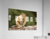 Cute Chipmunk well fed on nuts and seeds  Impression acrylique