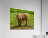 Young male highland calf in meadow facing the camera  Acrylic Print