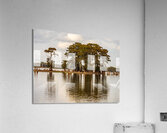 Stand of bald cypress trees rise out of water in Atchafalaya bas  Acrylic Print