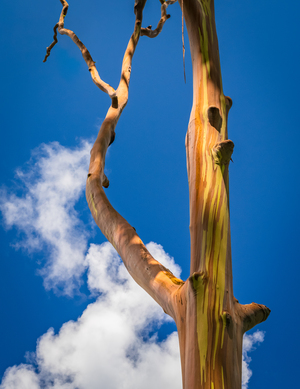 Branch of rainbow eucalyptus trees in Keahua Arboretum