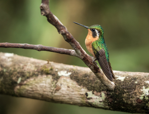 White throated mountaingem hummingbird perched on a twig  in Cos