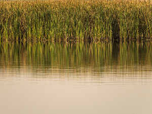 The still water reflects the reeds and their golden reflections 