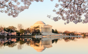 Wide Vista of Beautiful early cherry blossoms Jefferson Memorial