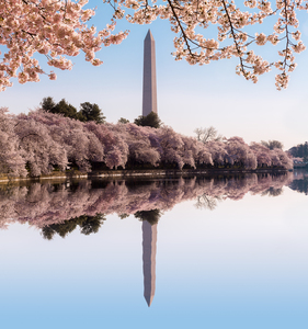 Washington Monument towers above blossoms