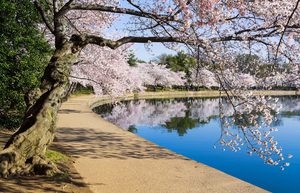 Pathway around the tidal basin during Cherry Blossom Festival