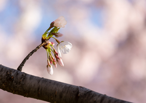 Close up of Cherry Blossom flowers