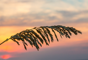 Sea Oats against rising sun in Florida