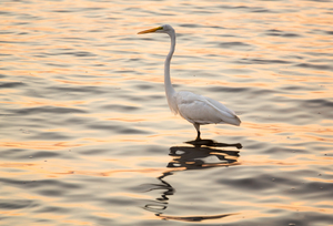 Great white egret in the sea off Tampa in Gulf
