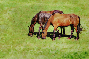 Digital water color of two brown horses