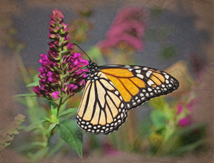 Crayon drawing of beautiful Monarch butterfly feeding in garden