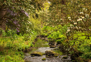 Azaleas and Rhododendron trees surround stream in spring