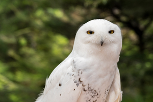 Close up of Snowy Owl against green rainforest in summer