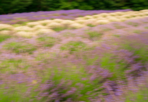 Blurred lavender plants in blossom in early July
