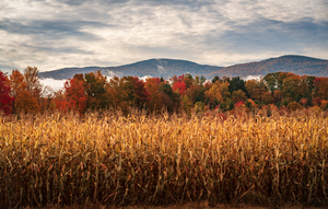 Multi-colored fall landscape in Vermont