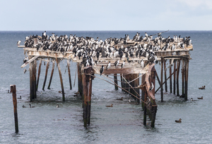 Colony of Imperial Cormorant seabirds in Punta Arenas Chile