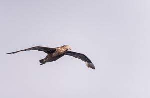 Southern giant petrel flying alongside cruise ship in South Atla