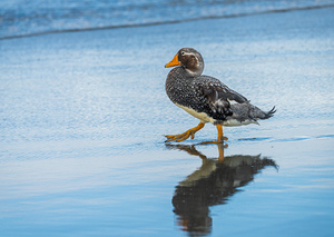 Falkland Steamer duck walking in the surf on Falklands Islands