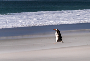 Single Gentoo penguin on Falklands walking to ocean