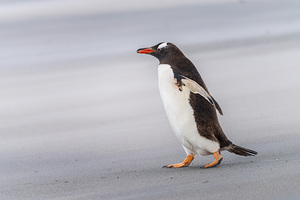 Single Gentoo penguin on Falklands walking to ocean